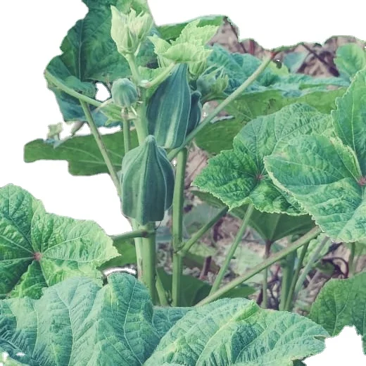 African Okra export in 30 / 40 / 50 gm sachet packing