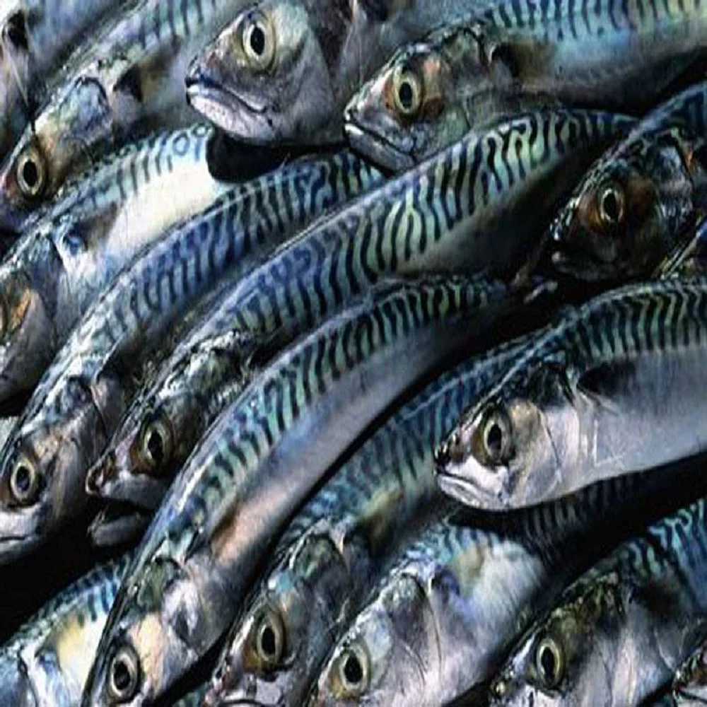 frozen_fish_101.jpg