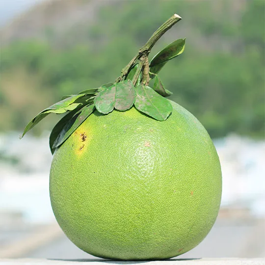 Green Skin Pink Flesh Sweet Common Cultivation Type Grapefruit Pomelo from Vietnam High Quality