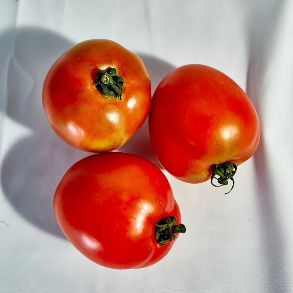 The Best Wholesale Vietnam Supply Fresh Tomatoes High Quality Standard Flavor Sweet Light Sour Shape Globular Packaging OEM