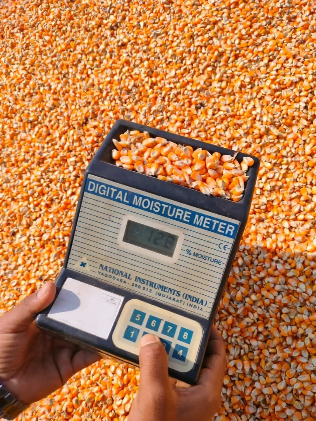 Thailand -Top Selling Non GMO Yellow Maize/Corn Cheap Price