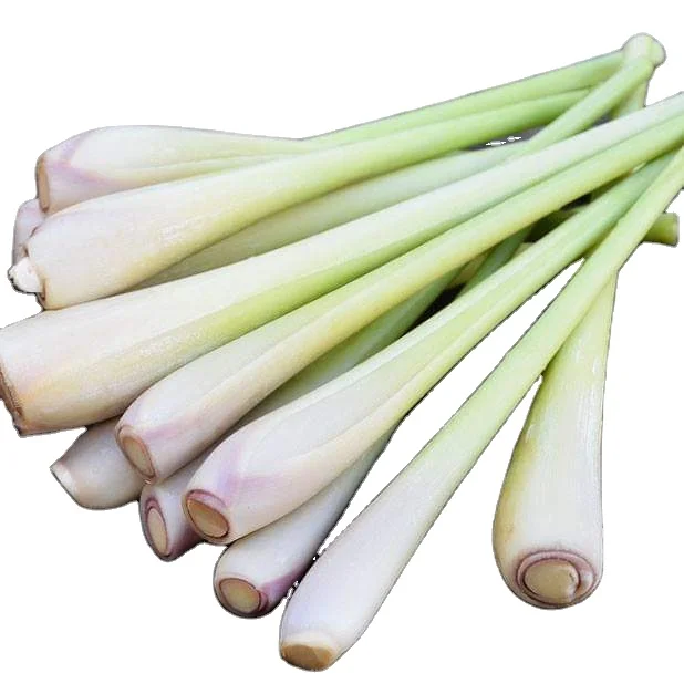 2023 High Quality Vietnam Processed Fresh Harvested Lemongrass For Making Spice With High Export Standards