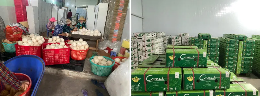 Fresh Young Coconuts 100% natural Organic High Quality Grade fresh young coconut From Vietnam 2023