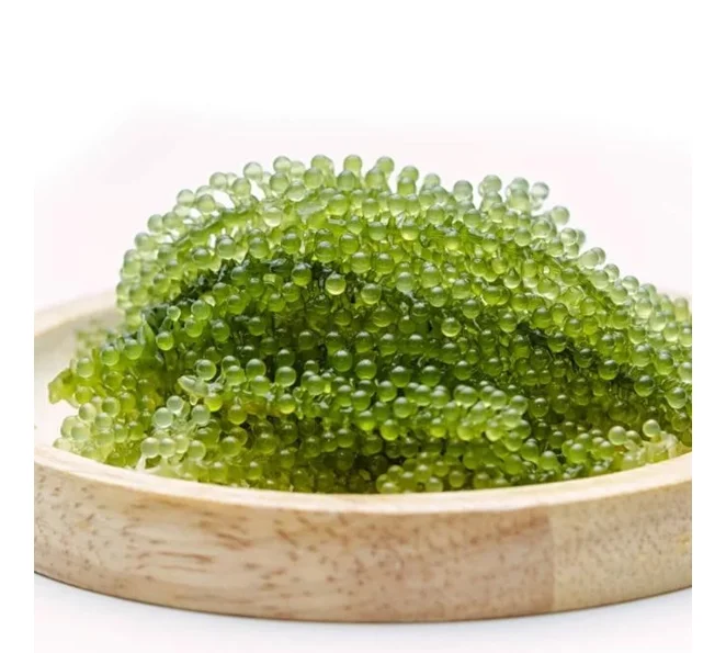 Обезвоженный морской виноград/лато/CAULERPA LENTILLIFERA от 99 Gold