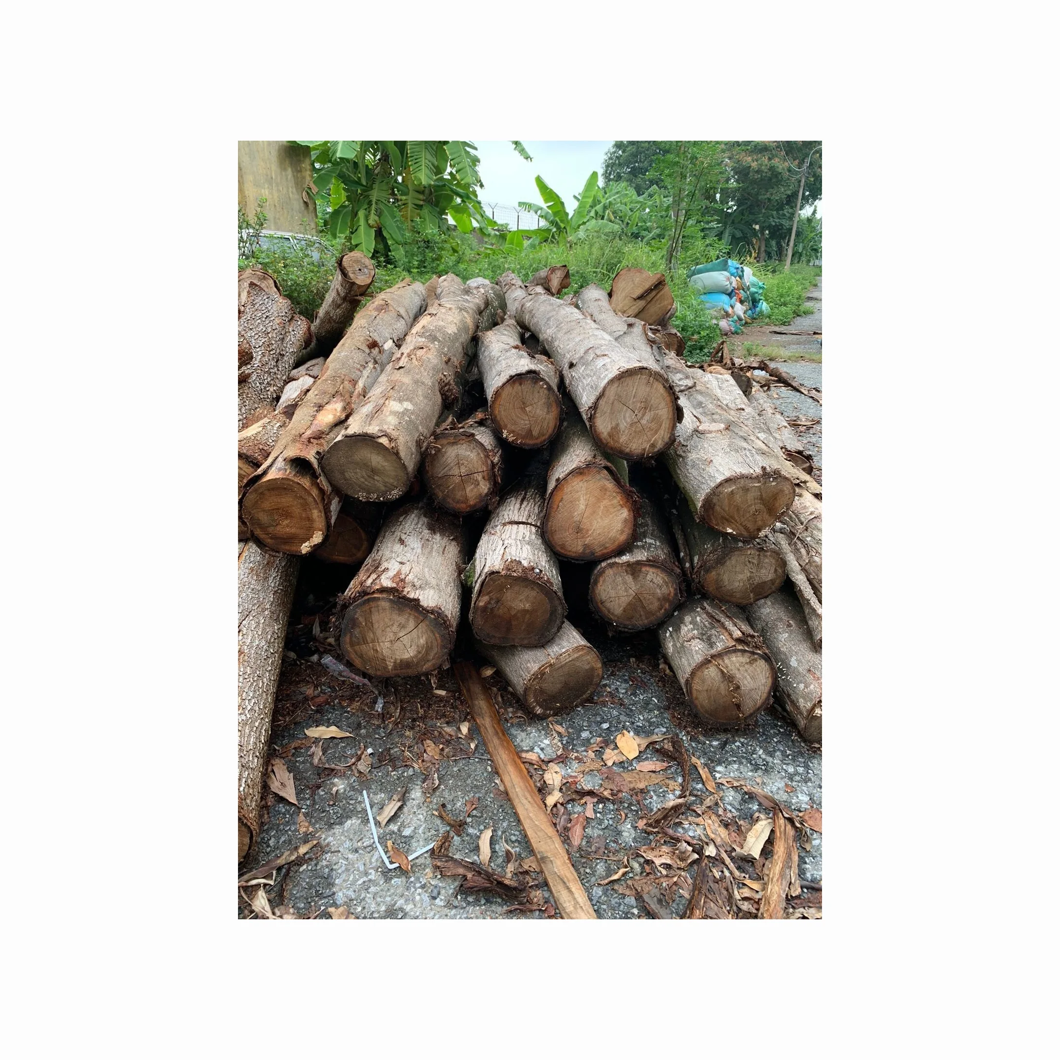 Hot Selling Price Oak Wood Lumber / Timber / Logs in Bulk Cheap price