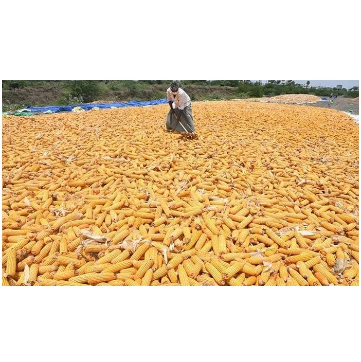 New Crop Non GMO Yellow Corn Maize for human and animal feed grade consumption Top Selling