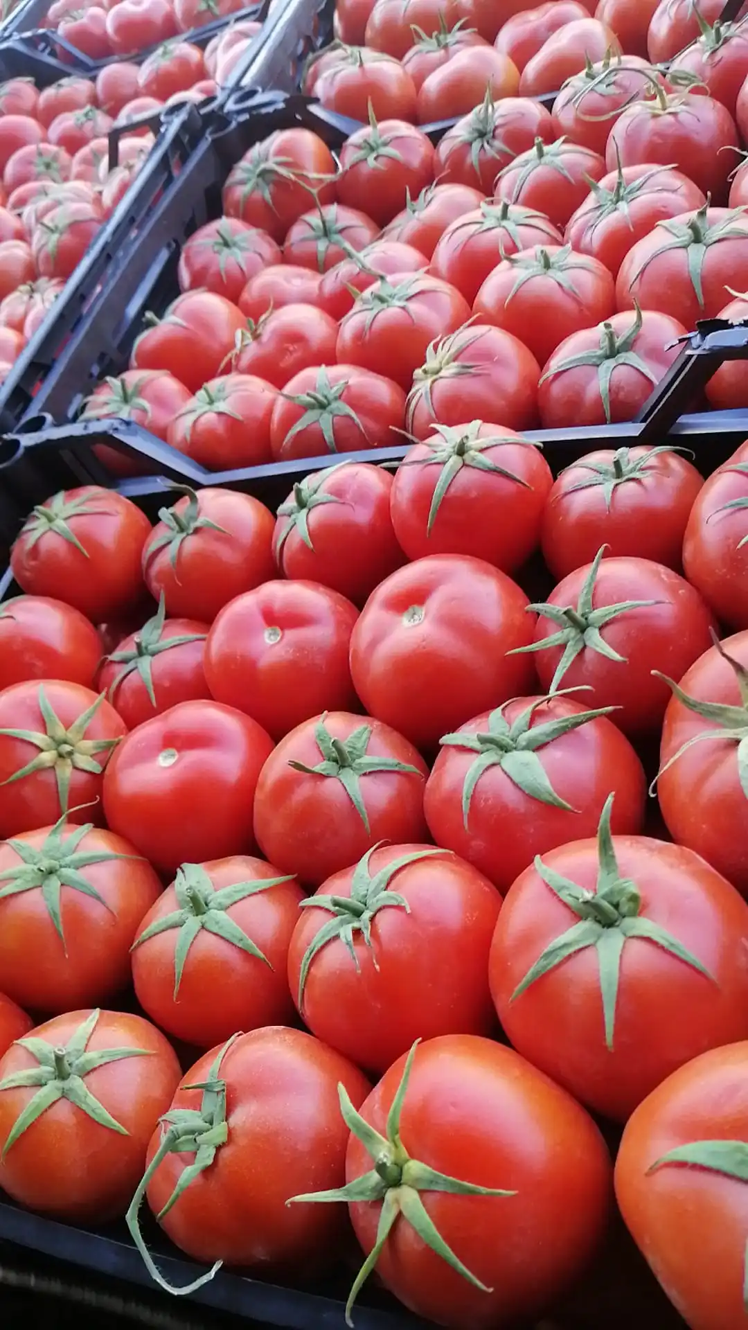 Fresh high quality tomatoes from Egypt