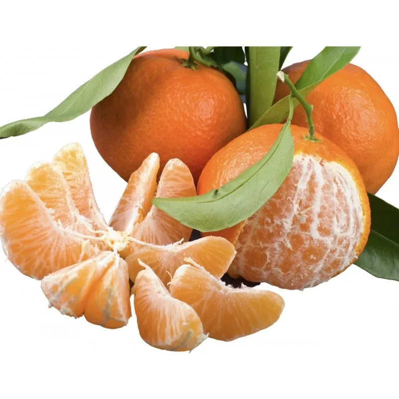 Cheap Fresh Oranges/ Tangerine/Mandarine