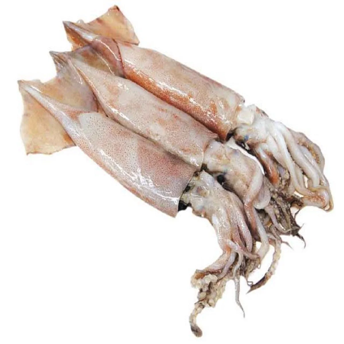 Good Quality Seafood Squid Frozen Wholesale Price