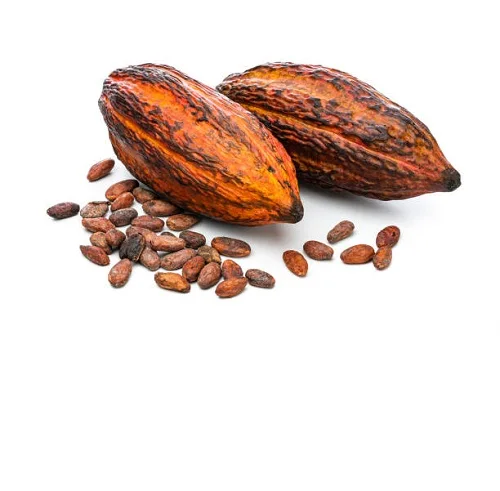 Best 20% theobromine Cocoa Seed