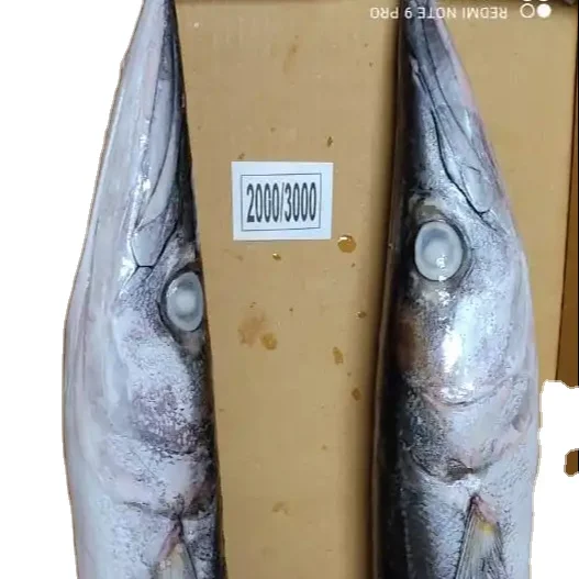 FROZEN BARRACUDA FISH WHOLE ROUND GOOD SELLING ITEM 24 MONTHS SHELF LIFE AND PERFFCET PACKING INDIAN   ORIGIN