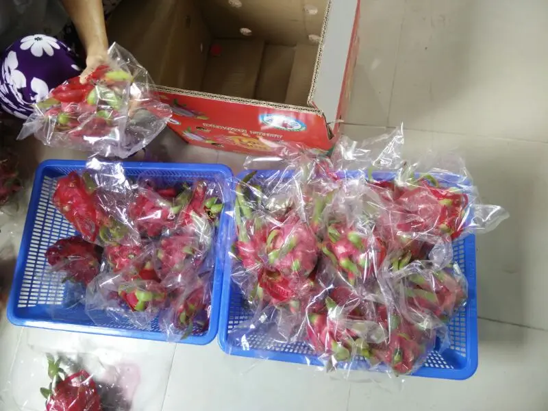 dragon fruit price dragon fruit tree