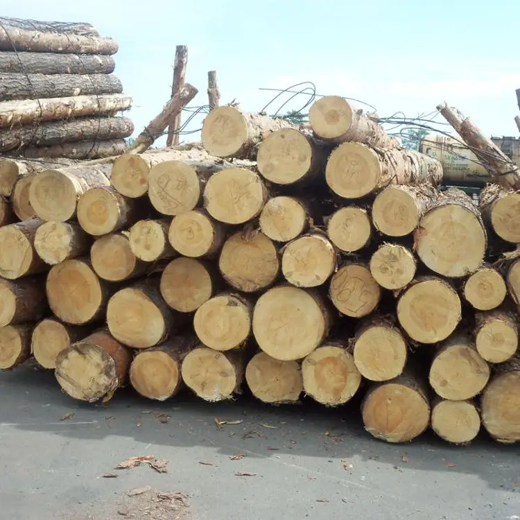 Awesome Top Quality Pine Logs teak logs factory whole sale price