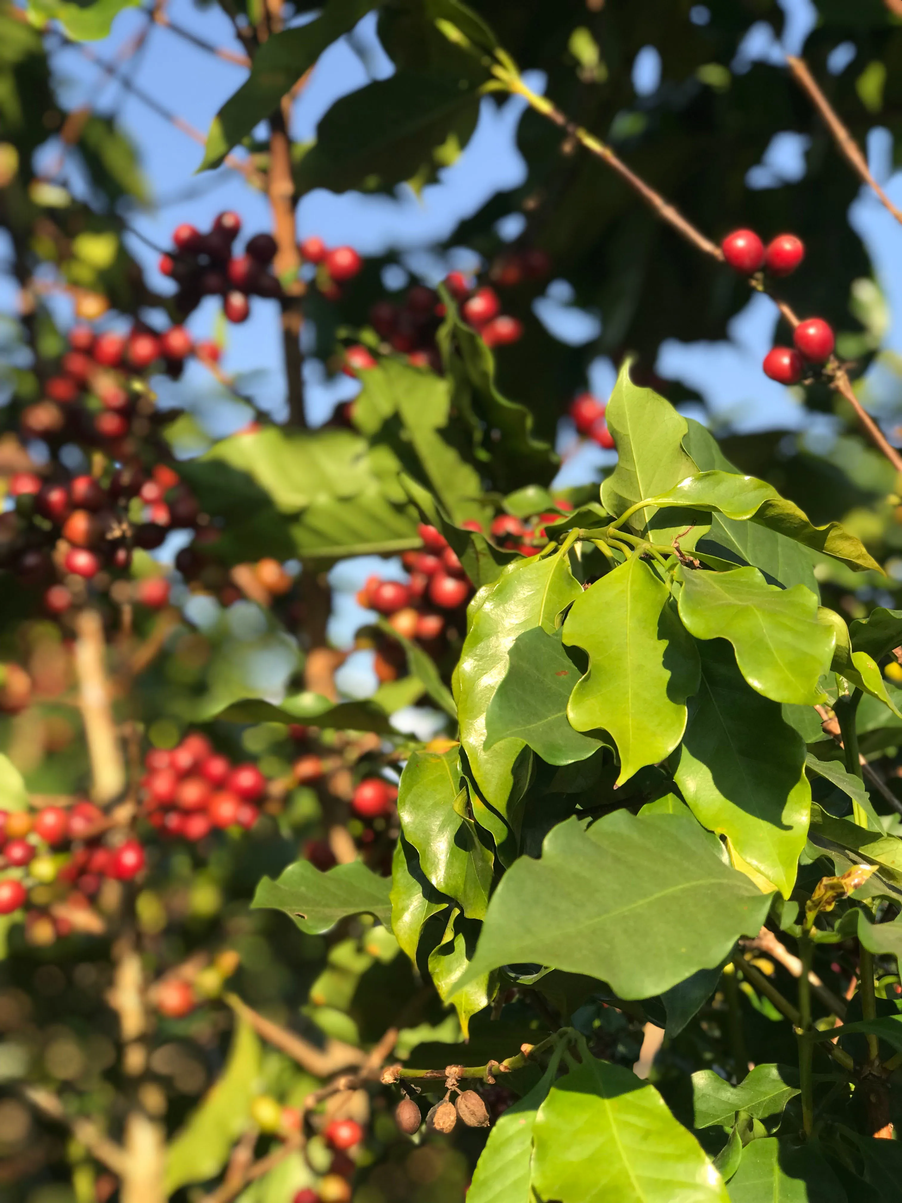 DETECH High Quality Robusta & Arabica Whole Bean Vietnamese Coffee Green Processed Custom Brand Wholesome Coffee Beans in Bag