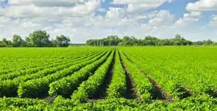 Лидер продаж, Bacillus laterosporus-SOILCARE, рост растений, отличный топ продаж, отличный результат