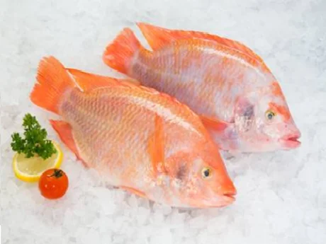Wholesaler Frozen Fish Fresh Red Tilapia IQF Frozen Export In Bulk Customize Packing In Vacuum Bag For Sale