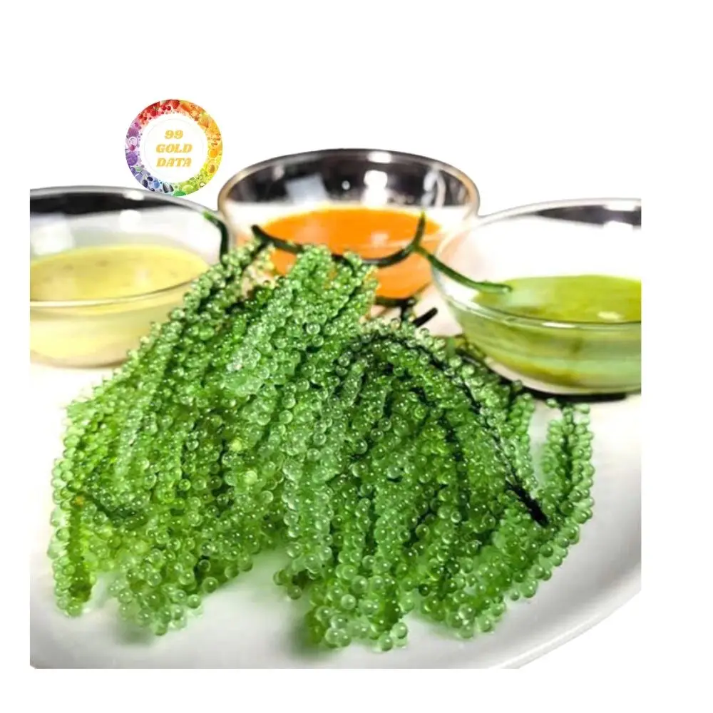 GOOD PRICE FRESH SEAGRAPES VIETNAM TOP SALE SEA GRAPES HYDRATED SEA GRAPES FOR EXPORT HELEN 0084392328745