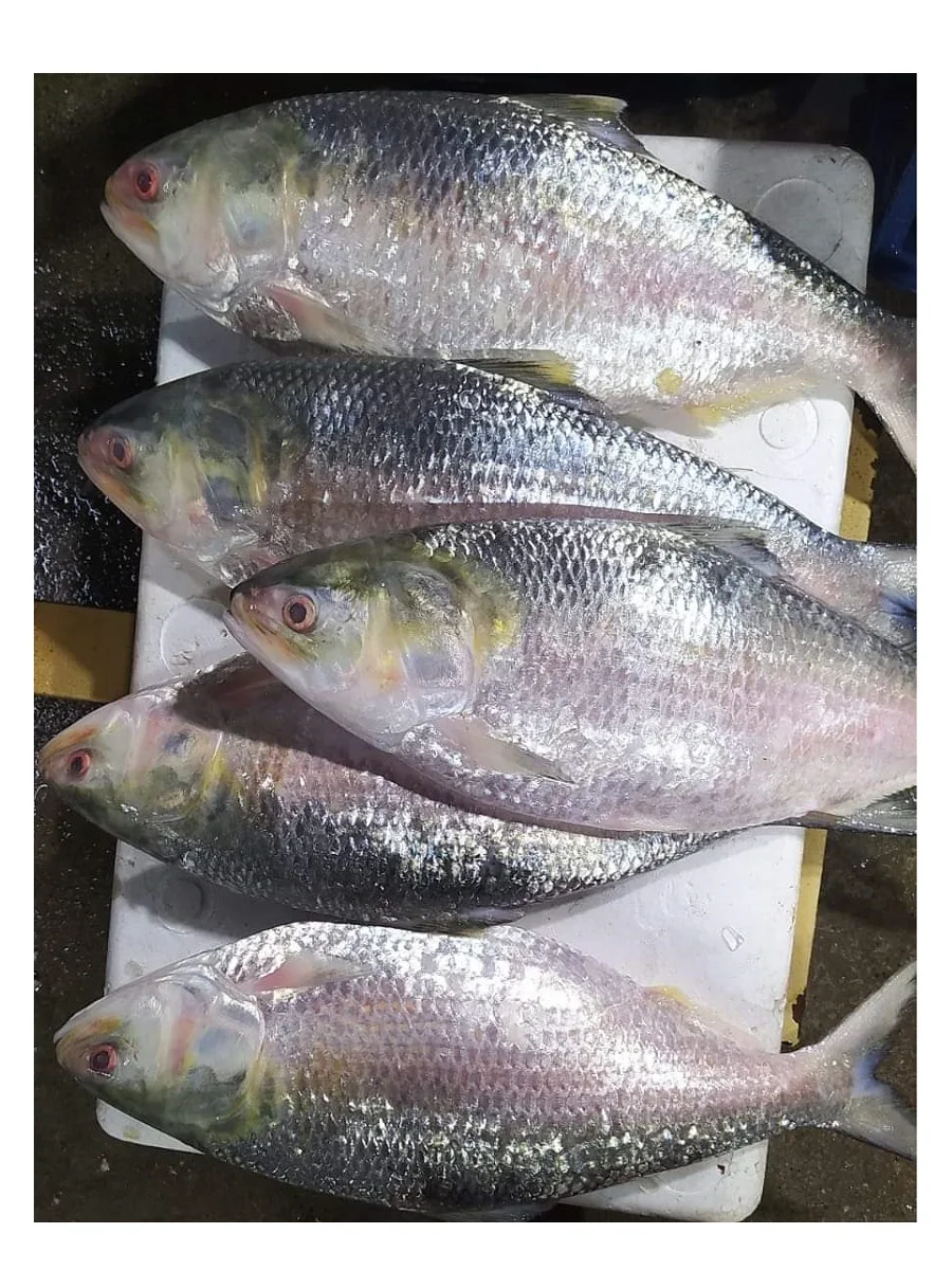 Frozen Fish Fresh Tilapia Supplier Block Bulk Style Packaging Package Weight Lbs Shelf Origin Latin Type Life Shape BRC Product