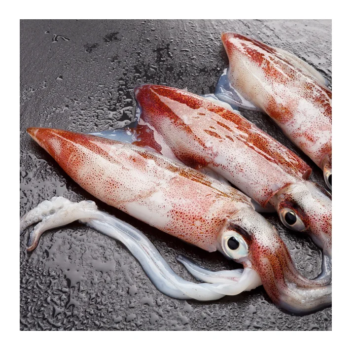 Bulk Stock Available Of Frozen Whole Loligo Squid (Seafood) At Wholesale Prices