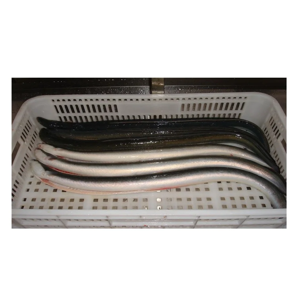 Cheap Price Frozen Yellow Pike Conger Eel Seafood Indonesia