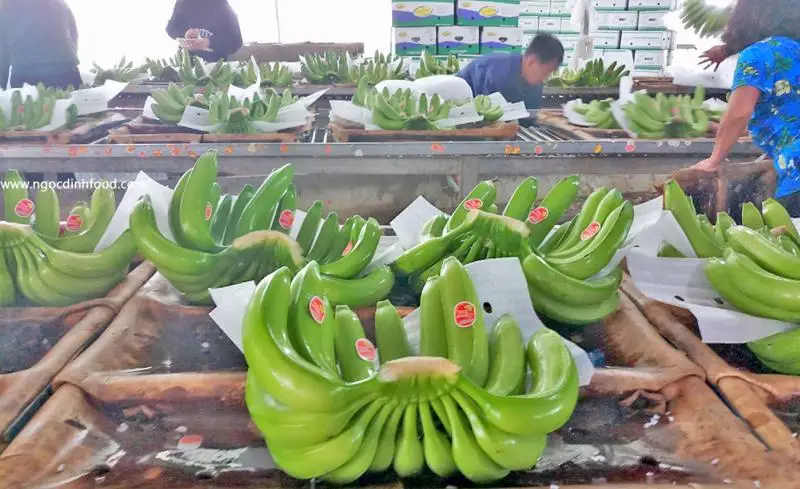 Wholesale Fresh Cavendish Banana With High Quality from Vietnam