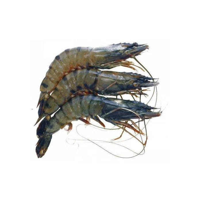 Frozen Shrimp All Seafood High Quality From Bangladeshi For100% Export Ready to Ship OEM Support Wholesale Price