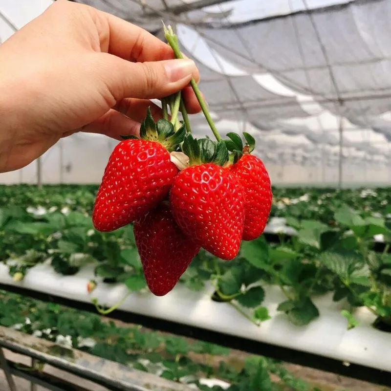 High Quality Juicy Texture Fully Ripe Dessert Sweet Fresh Strawberry Export New Crop Price For Fresh