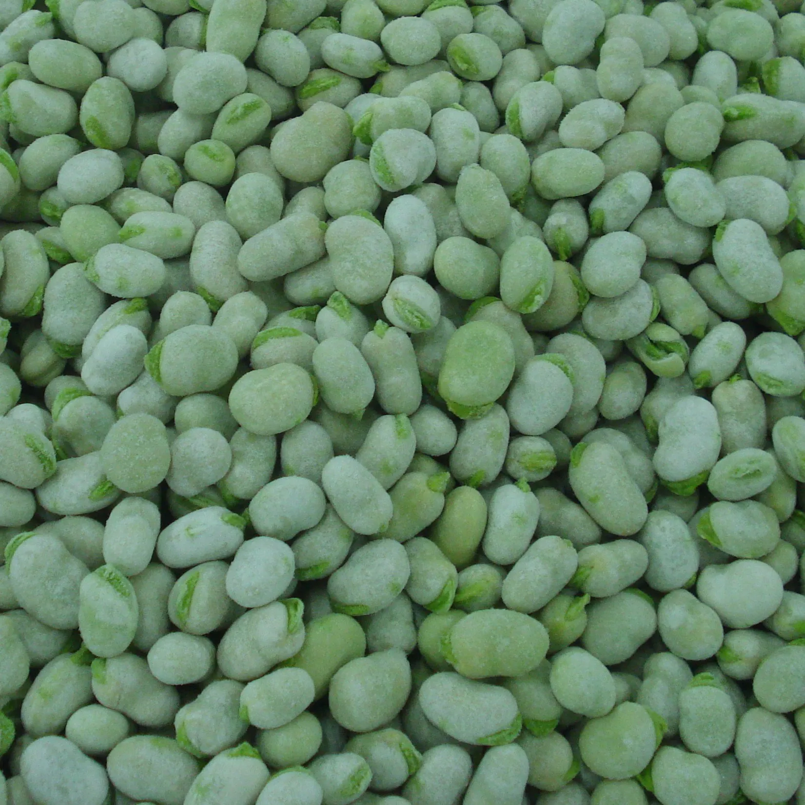 Fresh frozen organic broad beans at low wholesale price