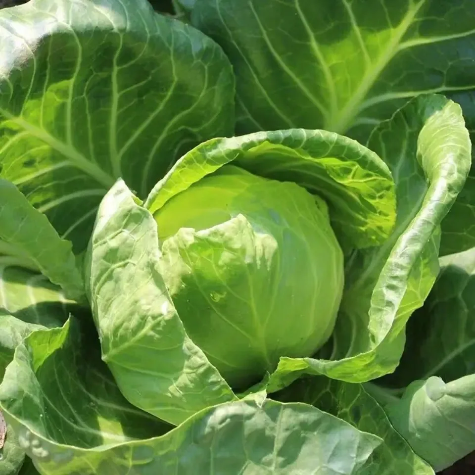 Thailand 100% High Quality Organic Cabbage Fresh with Customized Logo and Packing ~ Fresh Vegetables Export Standard