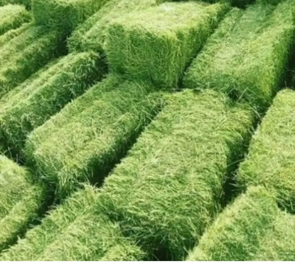 Alfafa Hay Animal Feeding Stuff Alfalfa, hay/alfalfa hay pellets Timothy Hay/ Alfafa in Bales Best Super Top Quality