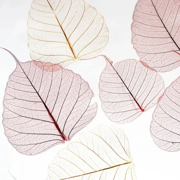 High Quality Wholesale Natural Skeleton Pepal Net Leaf for Dried Flower Arrangement DIY Craft