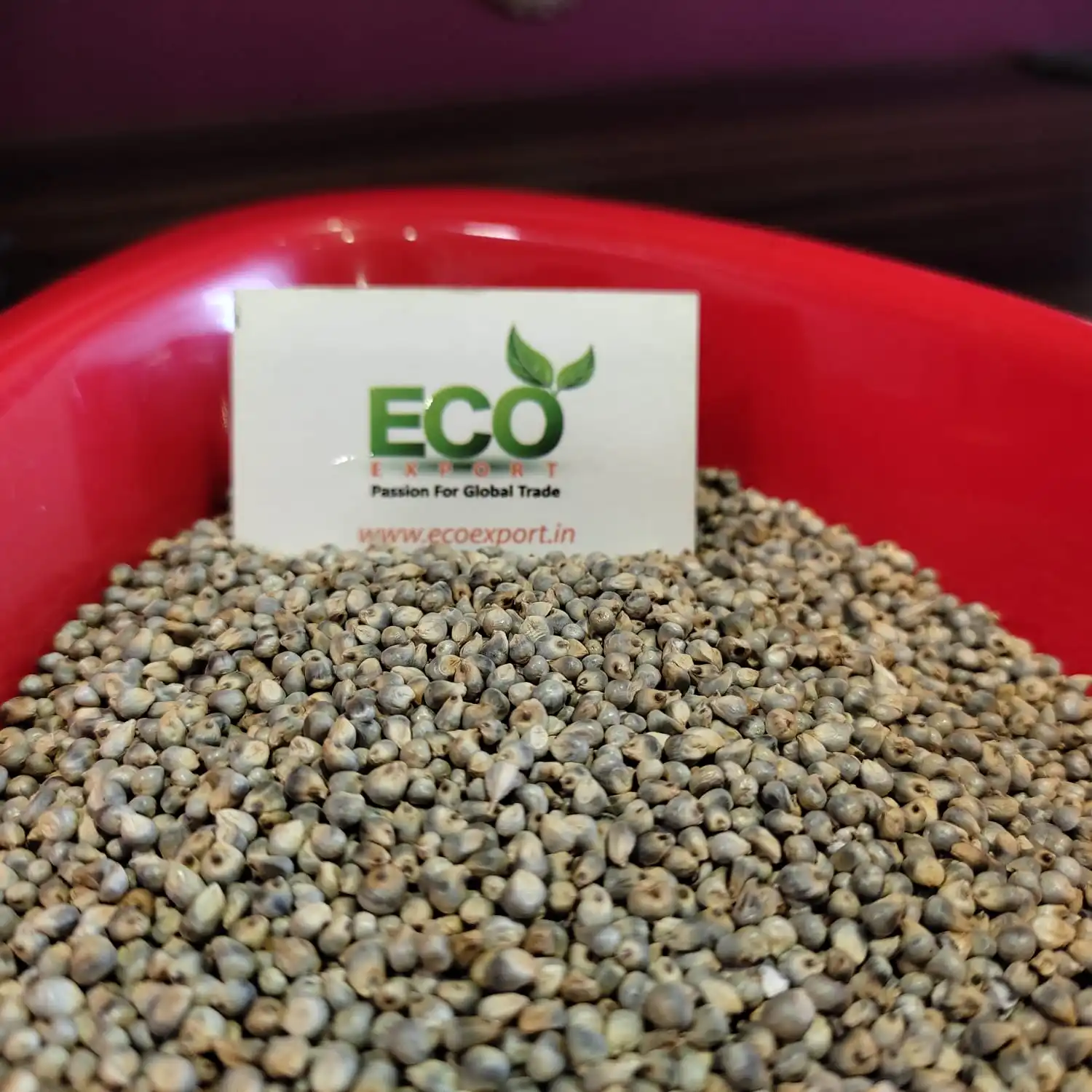 Indian Green Millet for Animal Feed