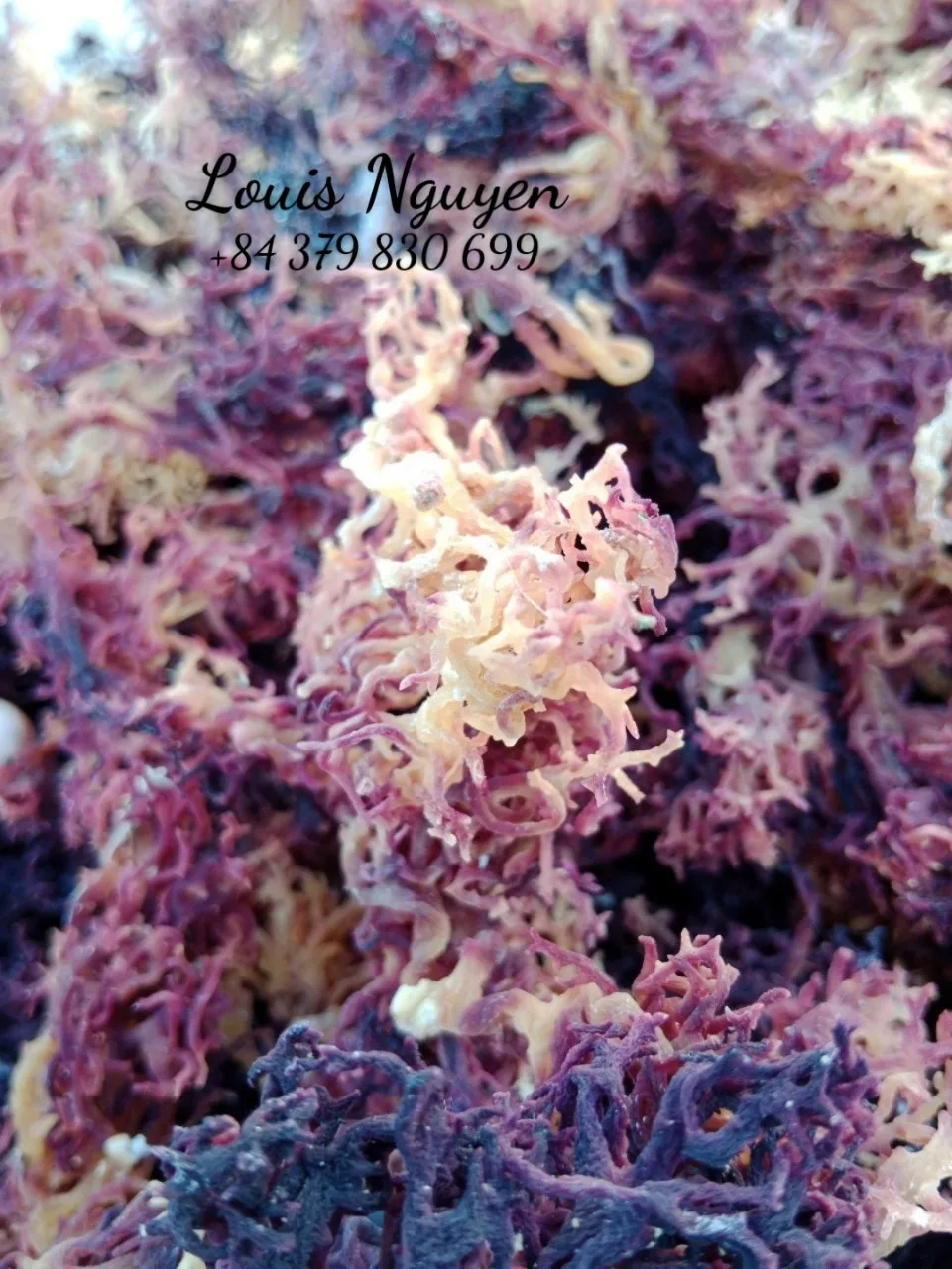Top Exporter Purple Sea Moss - Irish Sea Moss From Vietnam - 100% Natural & Raw - Mr. Louis (WhatsApp: +84 379830699)
