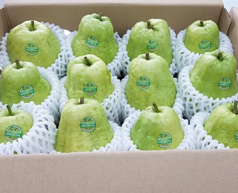 Fresh Guava Good Taste Fresh Fruit Origin Vietnam