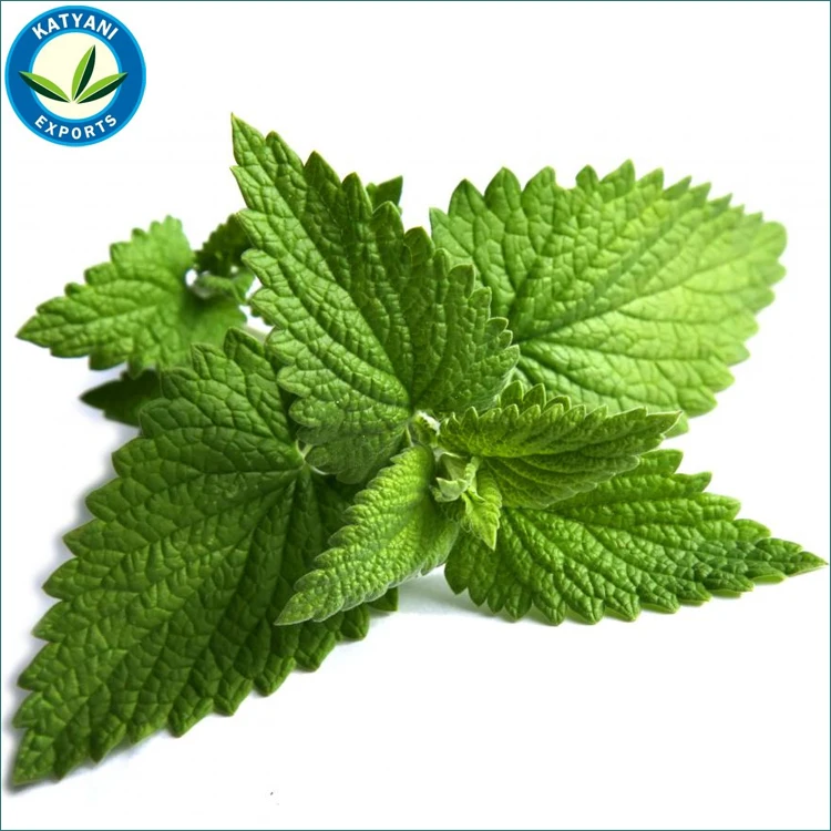 Private Label Manufacturer Peppermint Oil Bulk Wholesale 100% Pure Organic Cold Pressed Essential For Fragrance & Soap Making