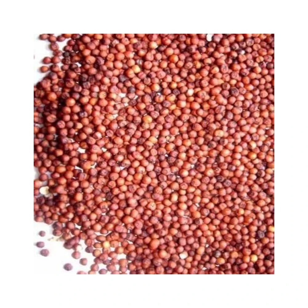 Sorghum White Milo Sorghum Grains Sorghum Price Per Ton for sale