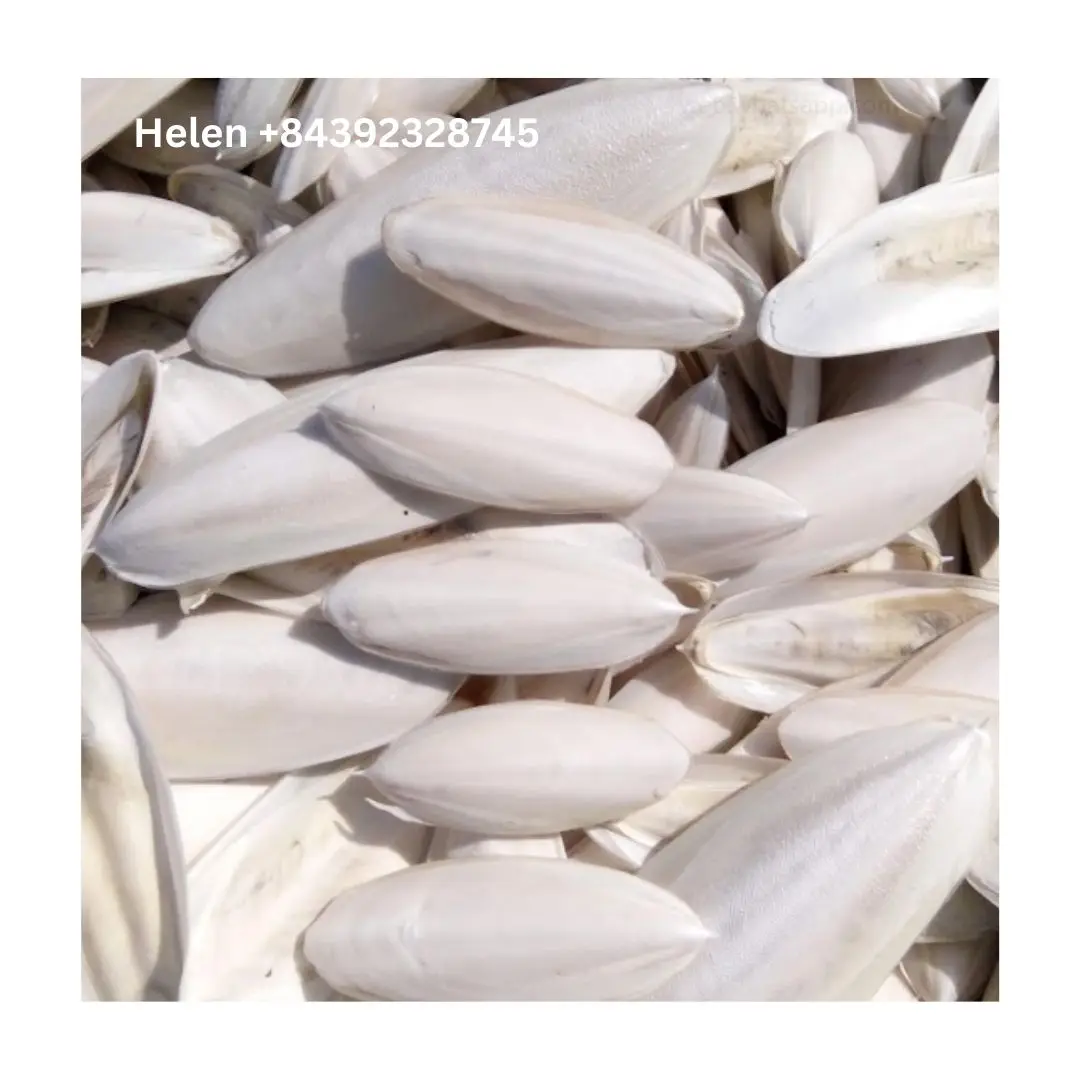 VIETNAM SUPPLIER CUTTLEFISH BONE - DRIED CUTTLEBONE VARIOUS SIZES WITH HIGH QUALITY HIGH GRADE FAVORITE BIRD CHOICE