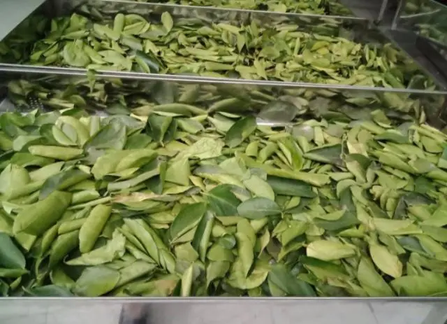 Dried lemon leaves competitive price made in Vietnam / holiday