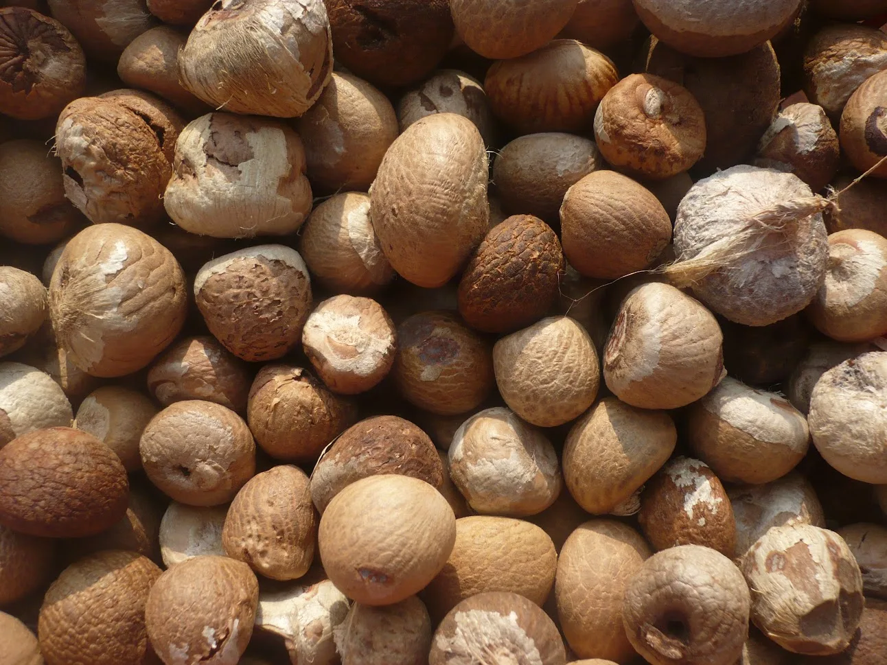 [2022] Super best selling product! DRIED BETEL NUT high quality products at low prices in Vietnam market.