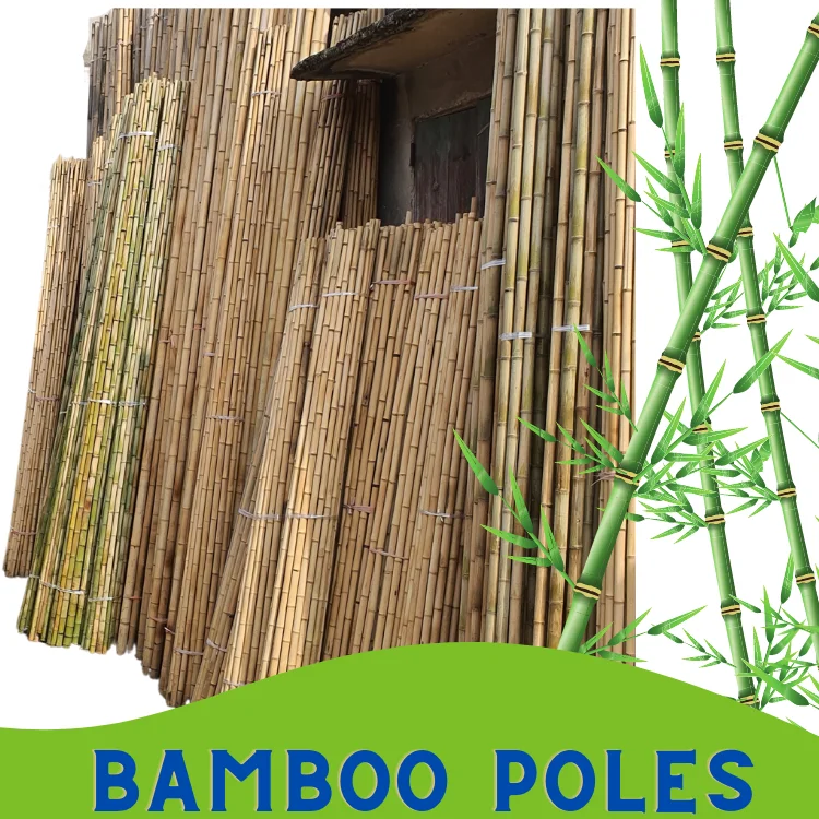 Cane Bamboo Pole for Plant Raw Materials Bamboo Viet FOA Sale Flower Hot Time Garden Support Feature Origin Cutting
