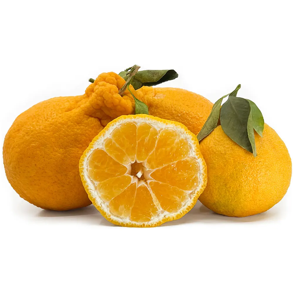 Wholesale Prices Dekopon Orange Fresh Dekopon Orange Organic Dekopon Orange