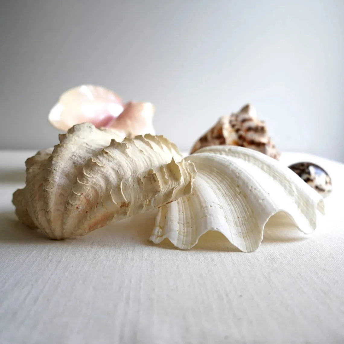 Ocean big size tridacna gigas large seashells natural sea shells home decor gift souvenir best selling