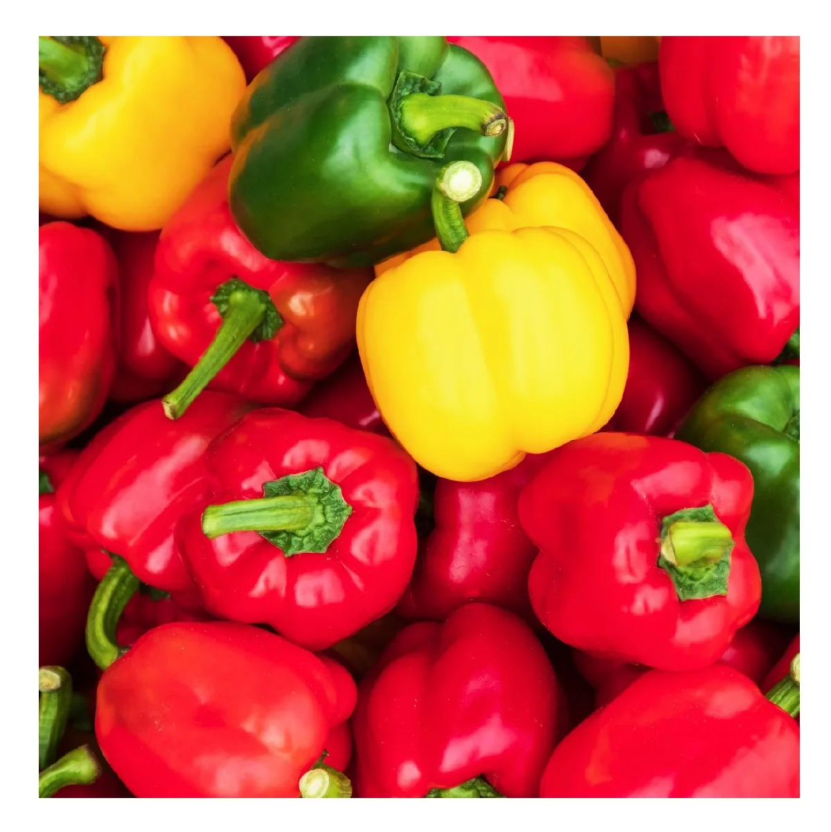 Export Standard Capsicum Yellow Red Green Cooking Agriculture Fresh Bell Pepper with 30 Days Shelf Life