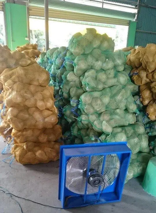 IN BULK QUANTITY MATURE COCONUT SEMI HUSKED COCONUT FROM BLUE LOTUS FARM VIETNAM 2023