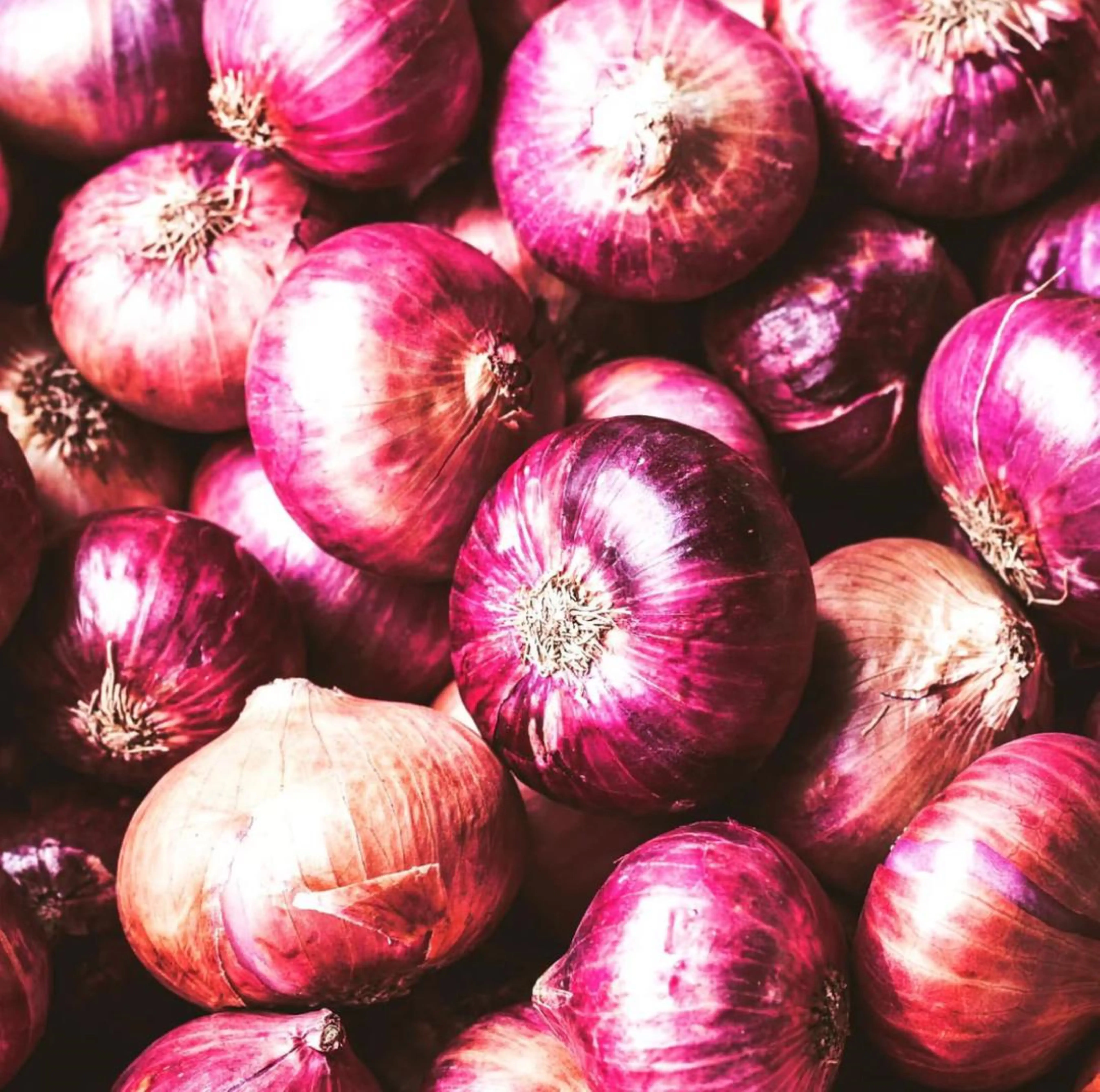FRESH NATURAL ONION AVAILABLE IN BULK