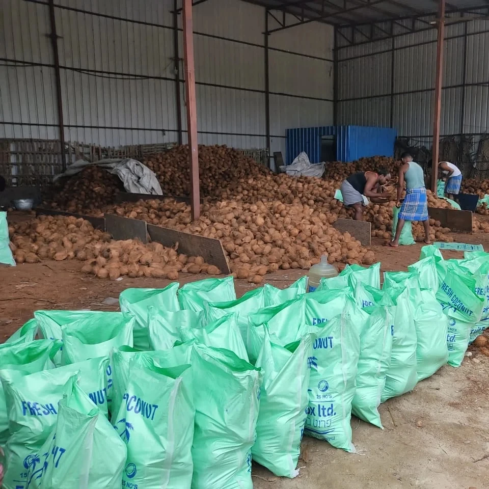 WHOLESALE SEMI HUSKED COCONUT EXPORT IN GULF COUNTRIES