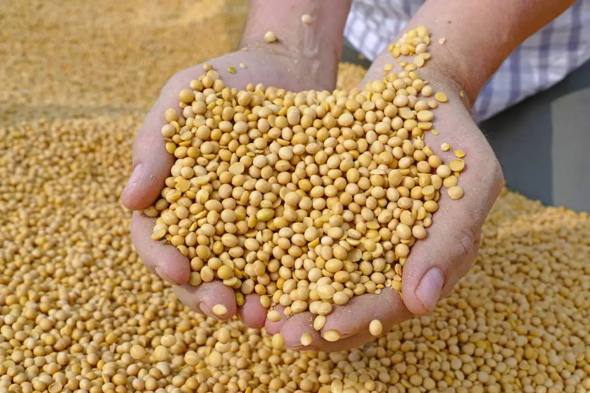 Лучшие высококачественные натуральные и не-GMO Желтые Семена сои/соевые бобы