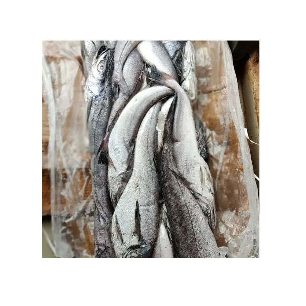 Online Buy / Order Top Quality Frozen Seafood Hake Fish HGT / Whole Fish With Best Quality Best Price Exports From Germany