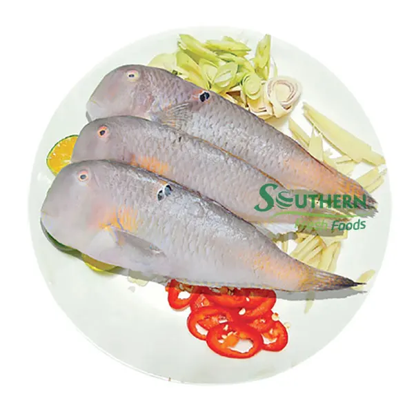 Wild Caught SFF Storage shelf bulk style quality 2 years life seafood export Frozen Baby Parrot Fish WR Sea Fish from Vietnam