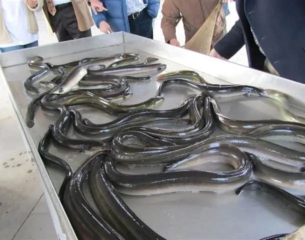All naturally farmed nutritious eel fish is very tasty and healthy to eat and can be bought at a very low price